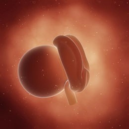 Baby is as big as a poppy seed