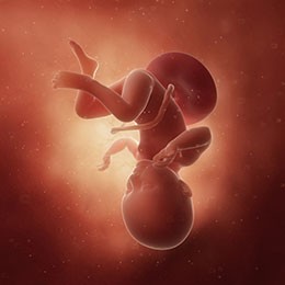 Baby is as big as a honeydew melon