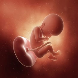 Baby is as big as a mango