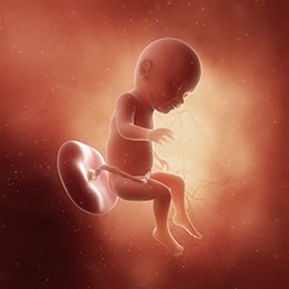 Baby is as big as a pineapple