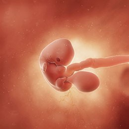 Baby is as big as a poppy seed