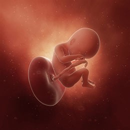 Baby is as big as a pomegranate