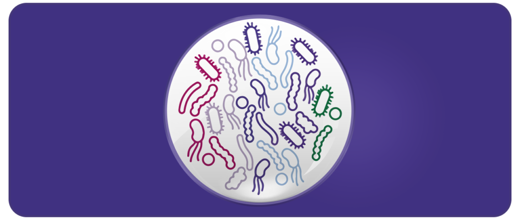 Prebiotics, probiotics and synbiotics in infant formula