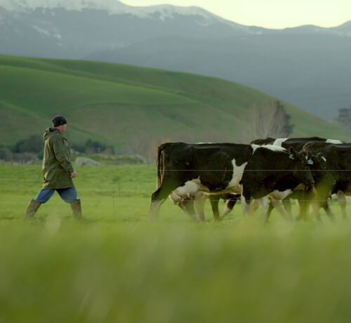 Farmer with cows on a field