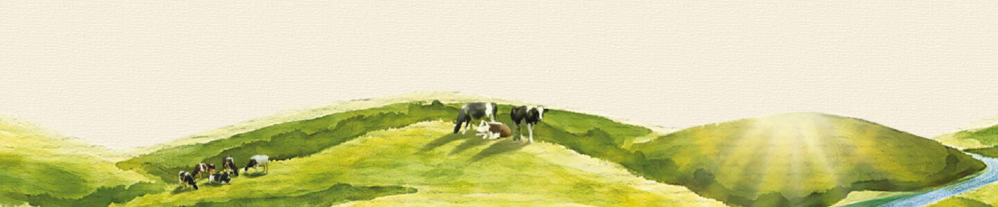 Cows in a field