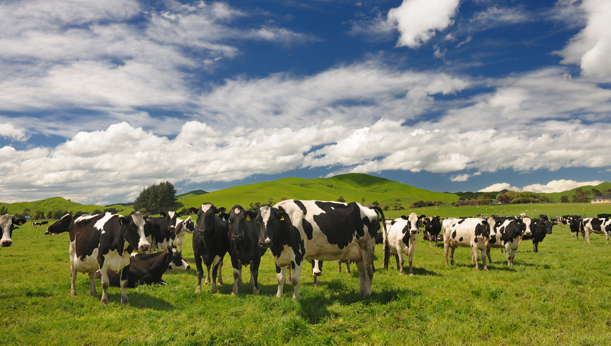 Grassfed cows grazing the field in Karicare's New Zealand Farm