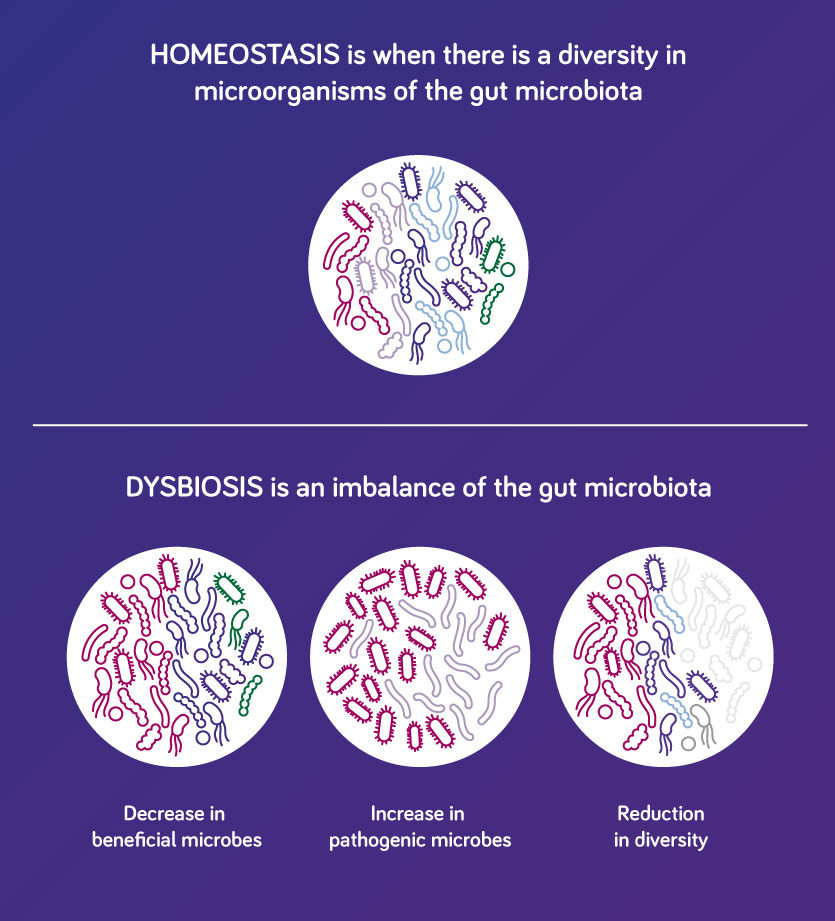 homeostasis and dysbiosis gut microbiota