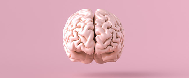 An image of a pink brain on a pink background.