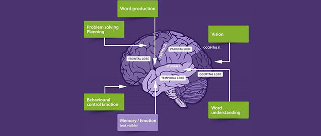 Diagram of a brain showing the functions of each lobe.